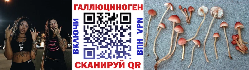 цена Рославль Галлюциногенные грибы Psilocybe
